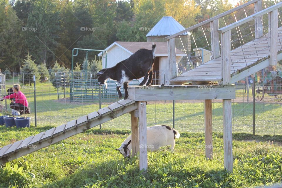 playing with the goats