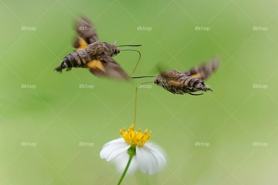 hummingbird hawk moth sharing their first nectars