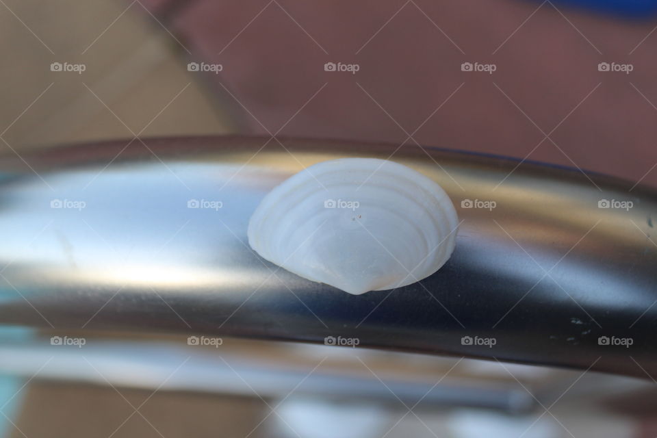 seashell
