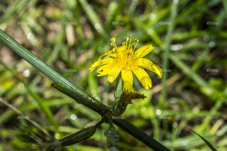 Chondrilla juncea.