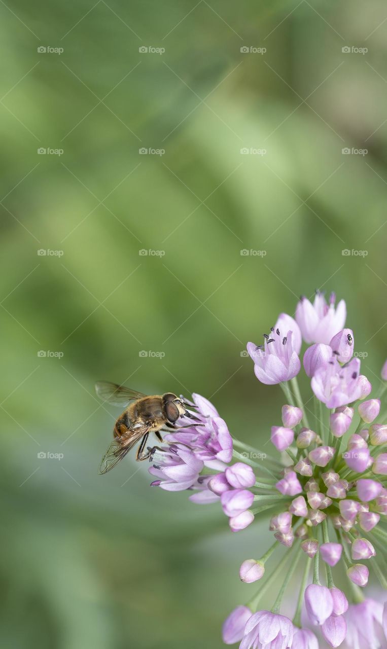 bee