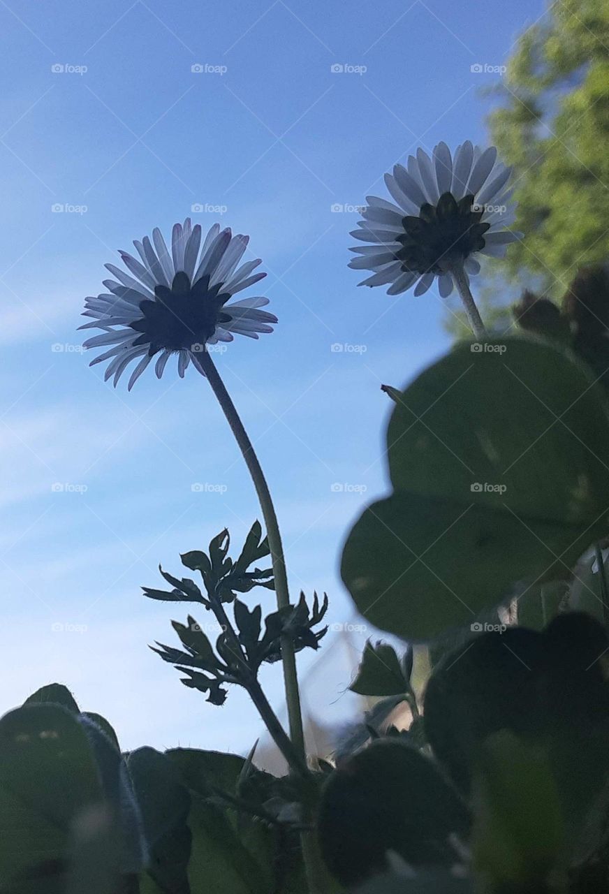 daisies