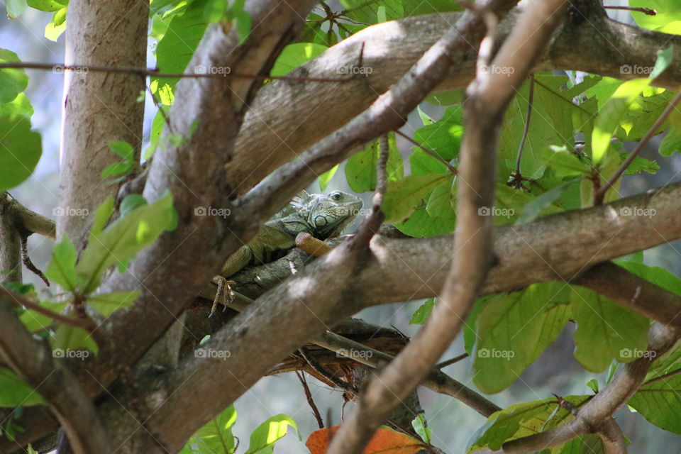 Male Iguana