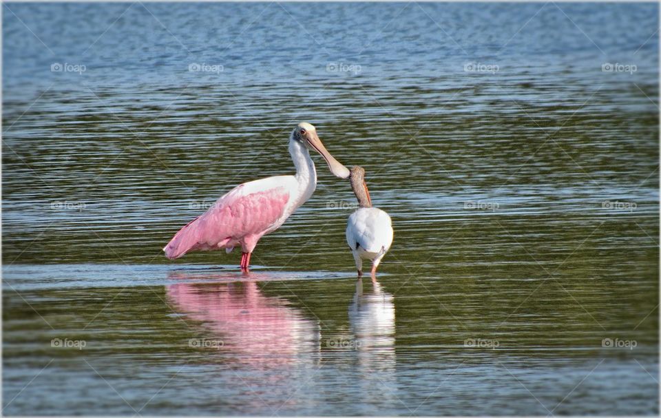 Roseate Spoonbill