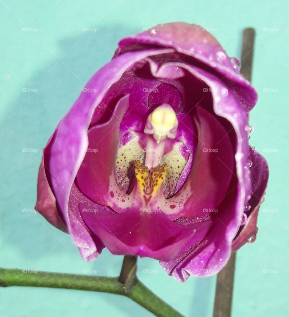 O desabrochar 😍 
Existe algo mais perfeito? ❤
#Phalaenopsis