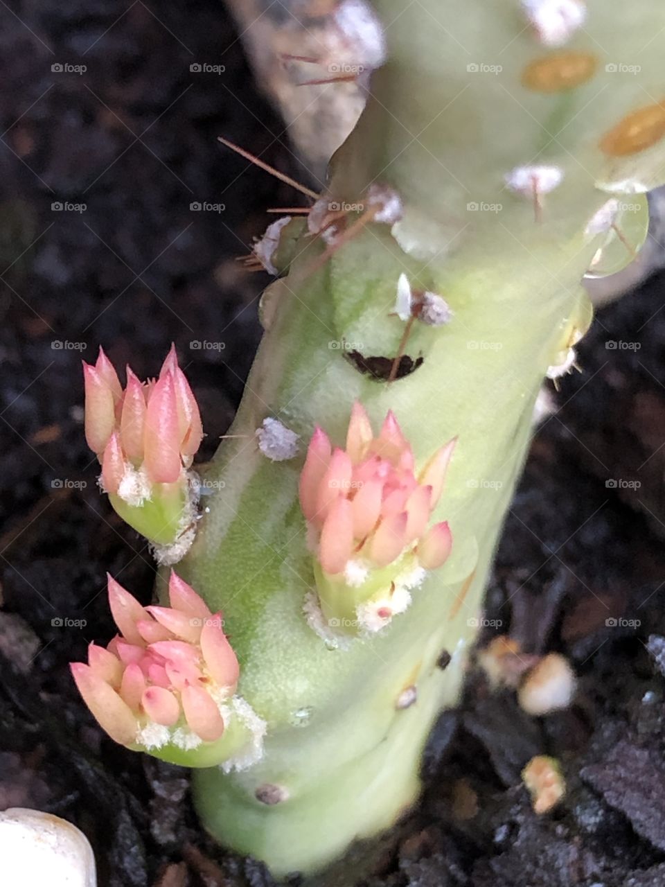 Budding Cactus