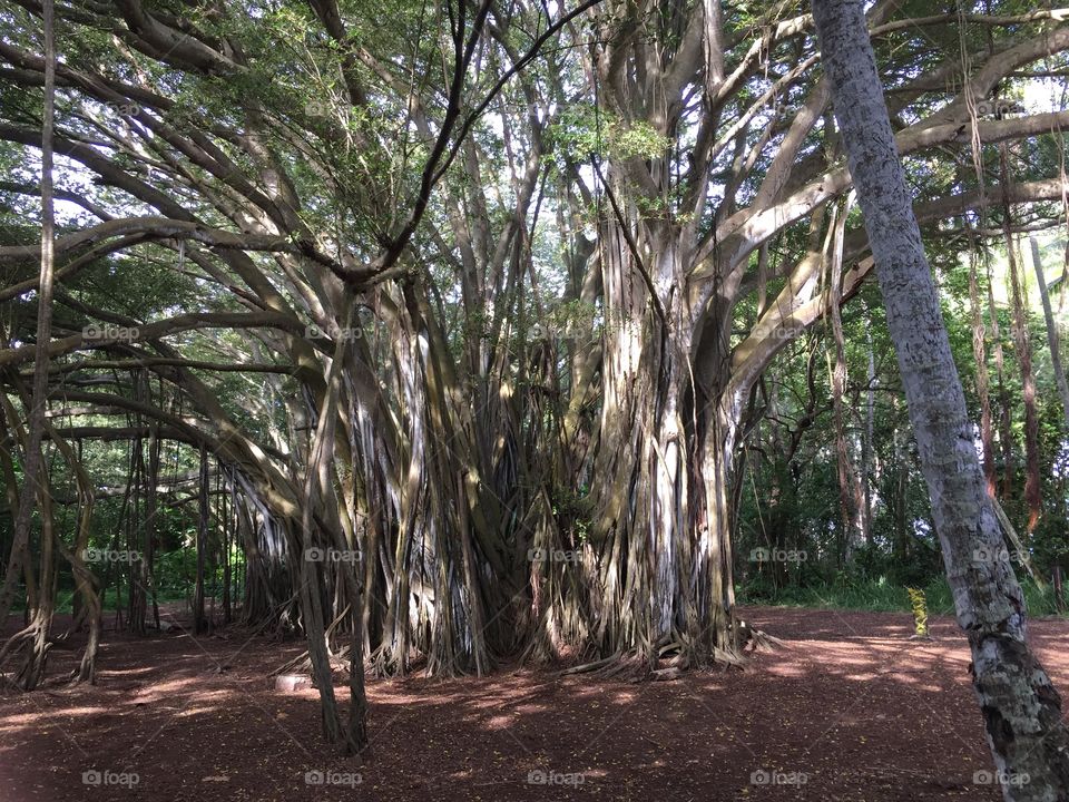 Kawala Bay Banyan Trees, Oahu HI