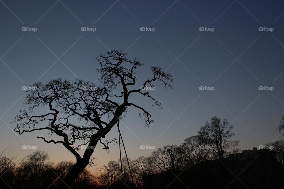 Hello Spring

Silhouettes of Trees against the Background of the Sunset Sky in the Spring Park