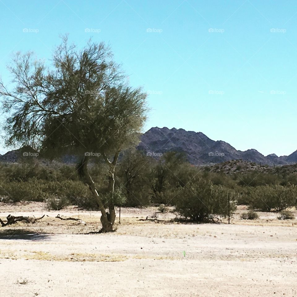 Arizona desert