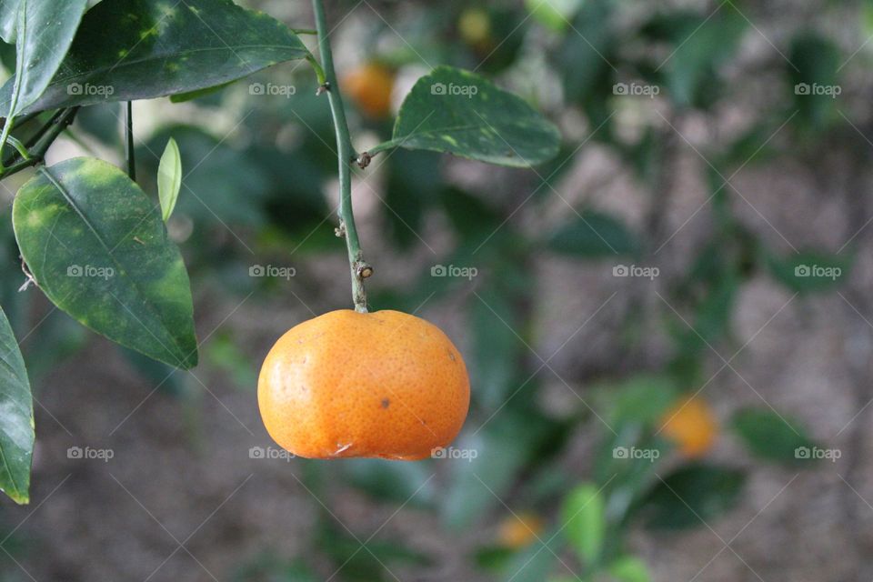 Circle orange