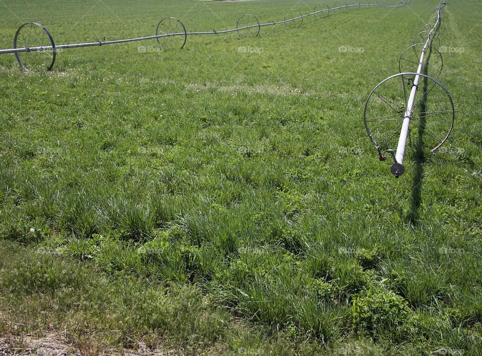 Irrigation wheel lines amongst fresh green spring fields in the farmlands of rural Central Oregon on a sunny morning. 