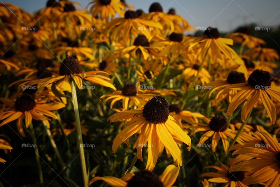 High angle view of yellow flowers