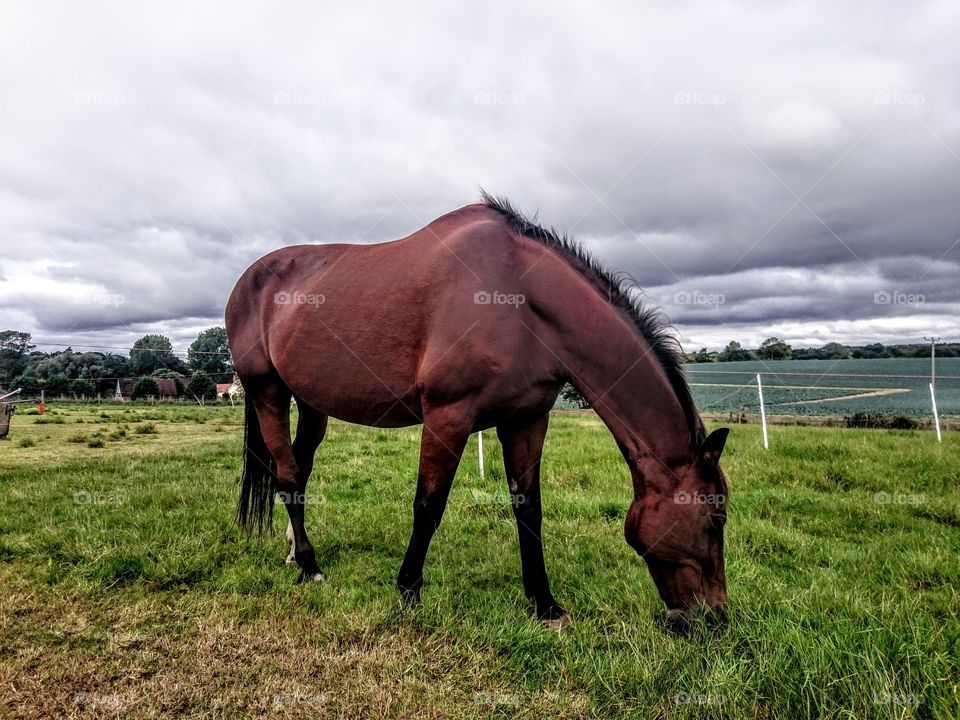horse against the sky. big bag horse grazing against a cloudy sky