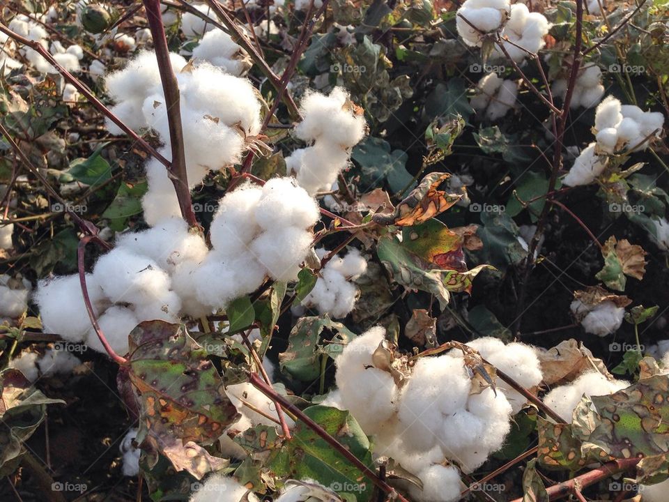 Cotton Field