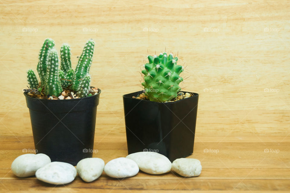 Cactus in pot on wooden background with copy space 