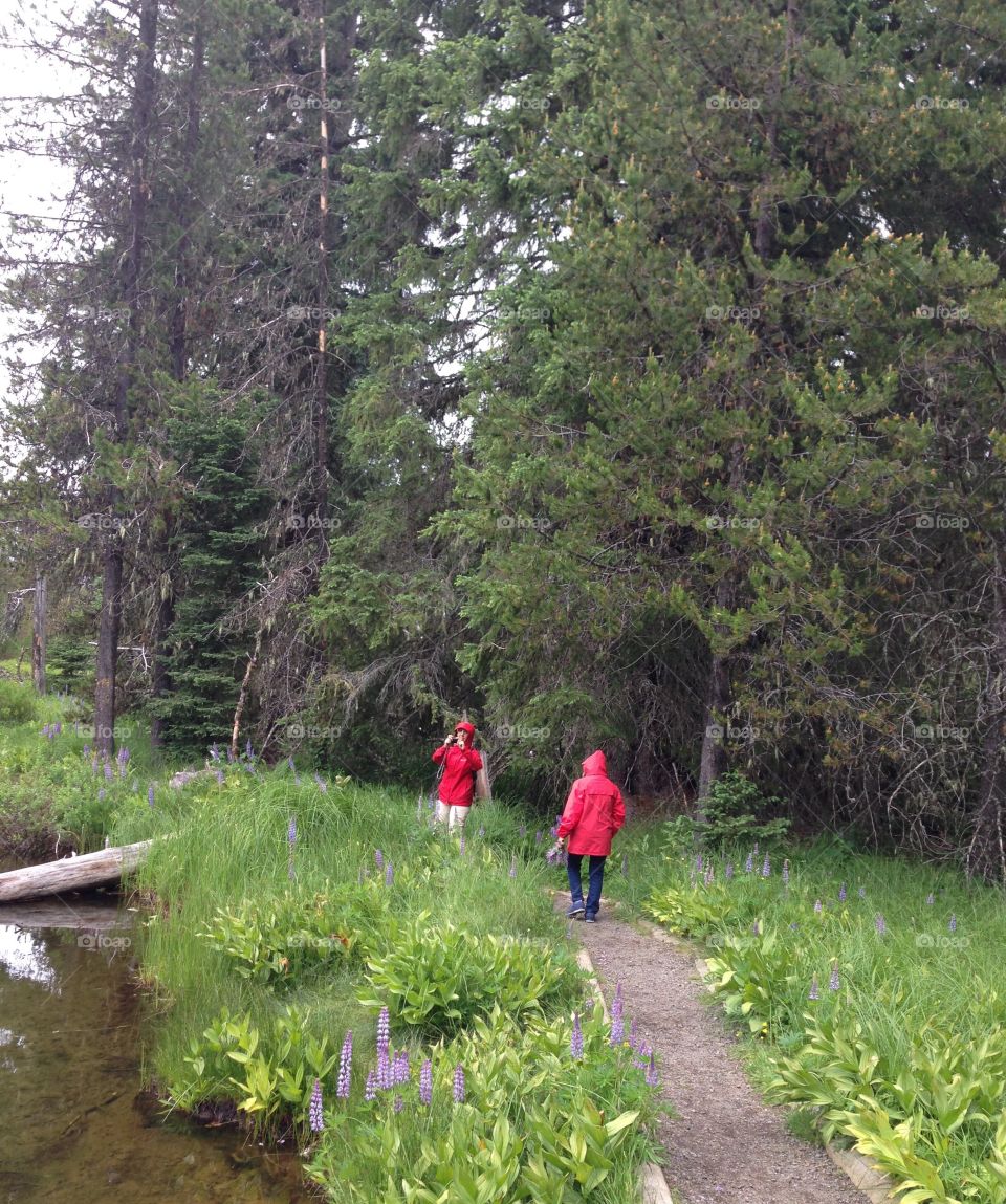 Hiking in the forest 