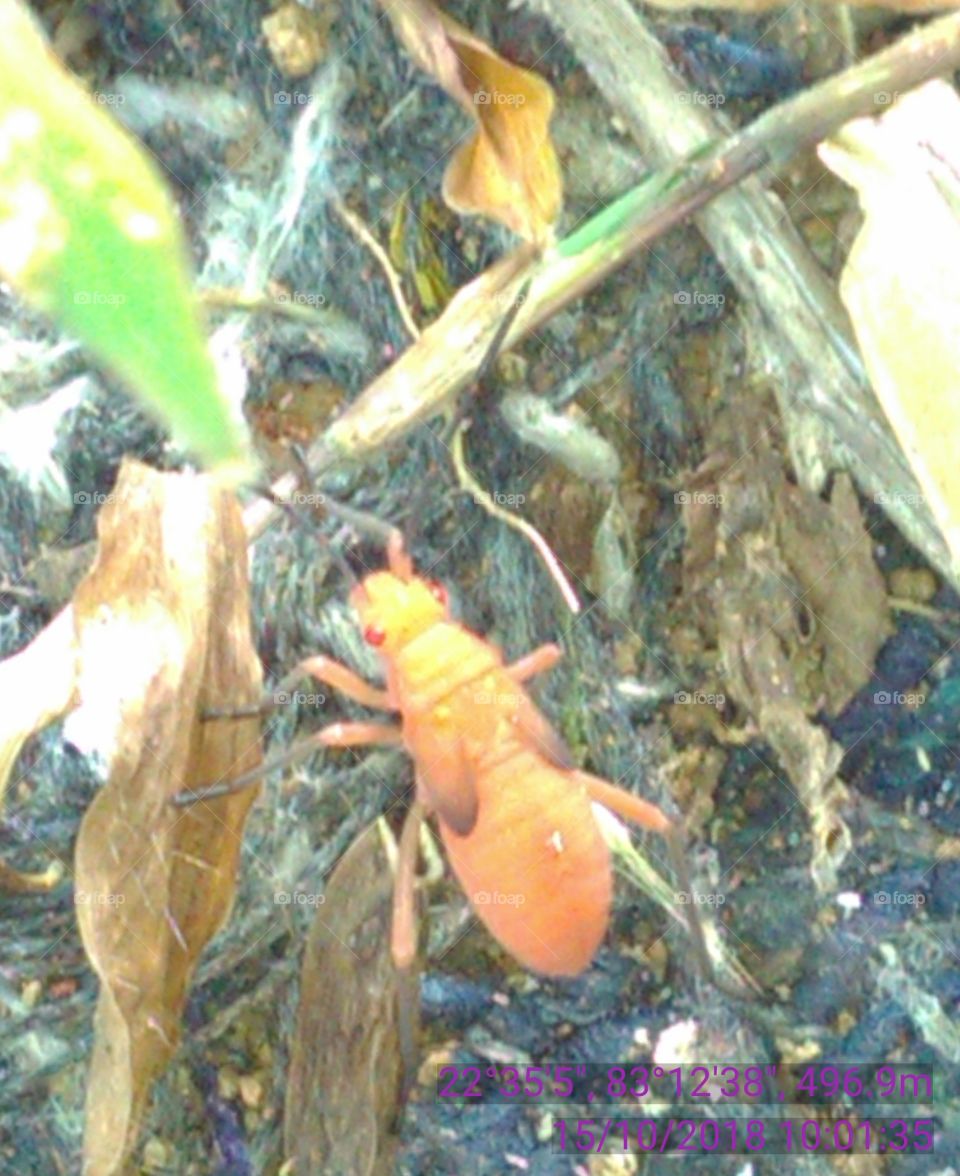 This is a very nice brown insects in the local forest.