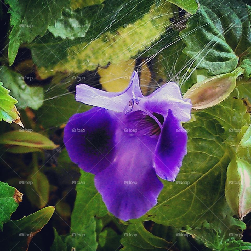 spider's flower. in the hospital garden