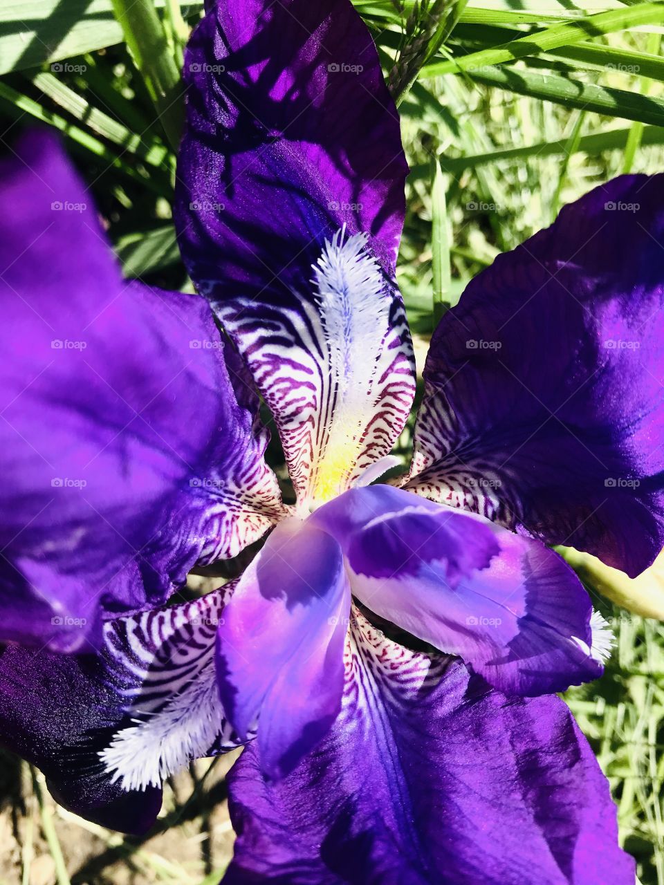Gorgeous bright purple flower with striping on petals is stunning against green grassy background. 