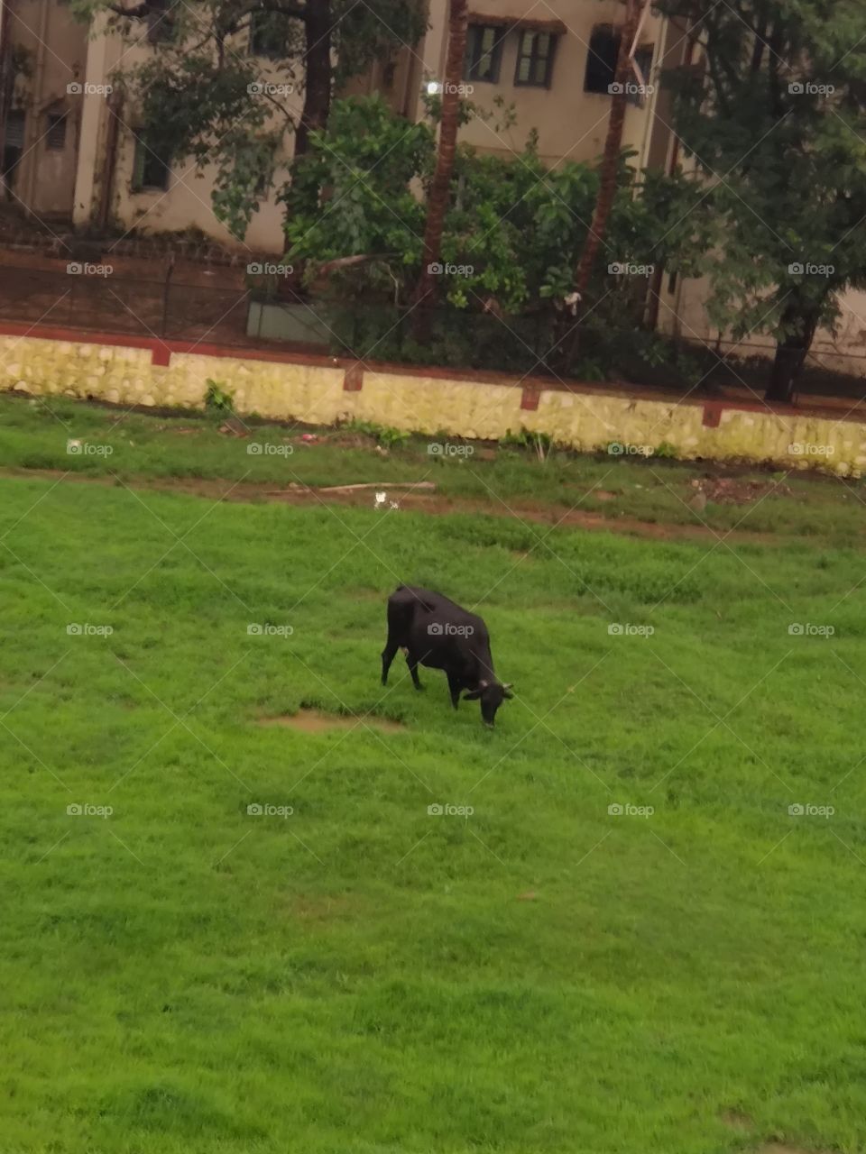 Flora🍃 and Fauna Beauty
Black Cow🐃
Grazing in Grassland