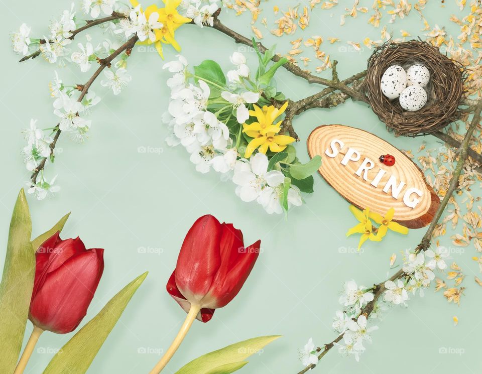 Spring themed flat lay with tulips, blossom and birds nest with eggs, on pale green background 