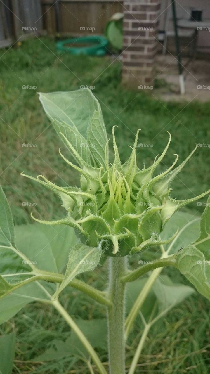 this budding sunflower looks like a weed. it was growing alone in the lawn without solicitation