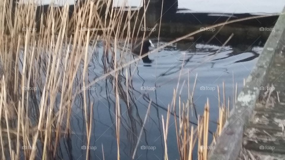 Coot between the reeds in the water
