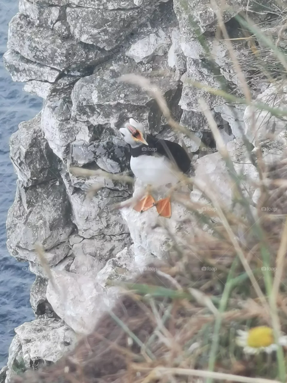 Puffin defending territory