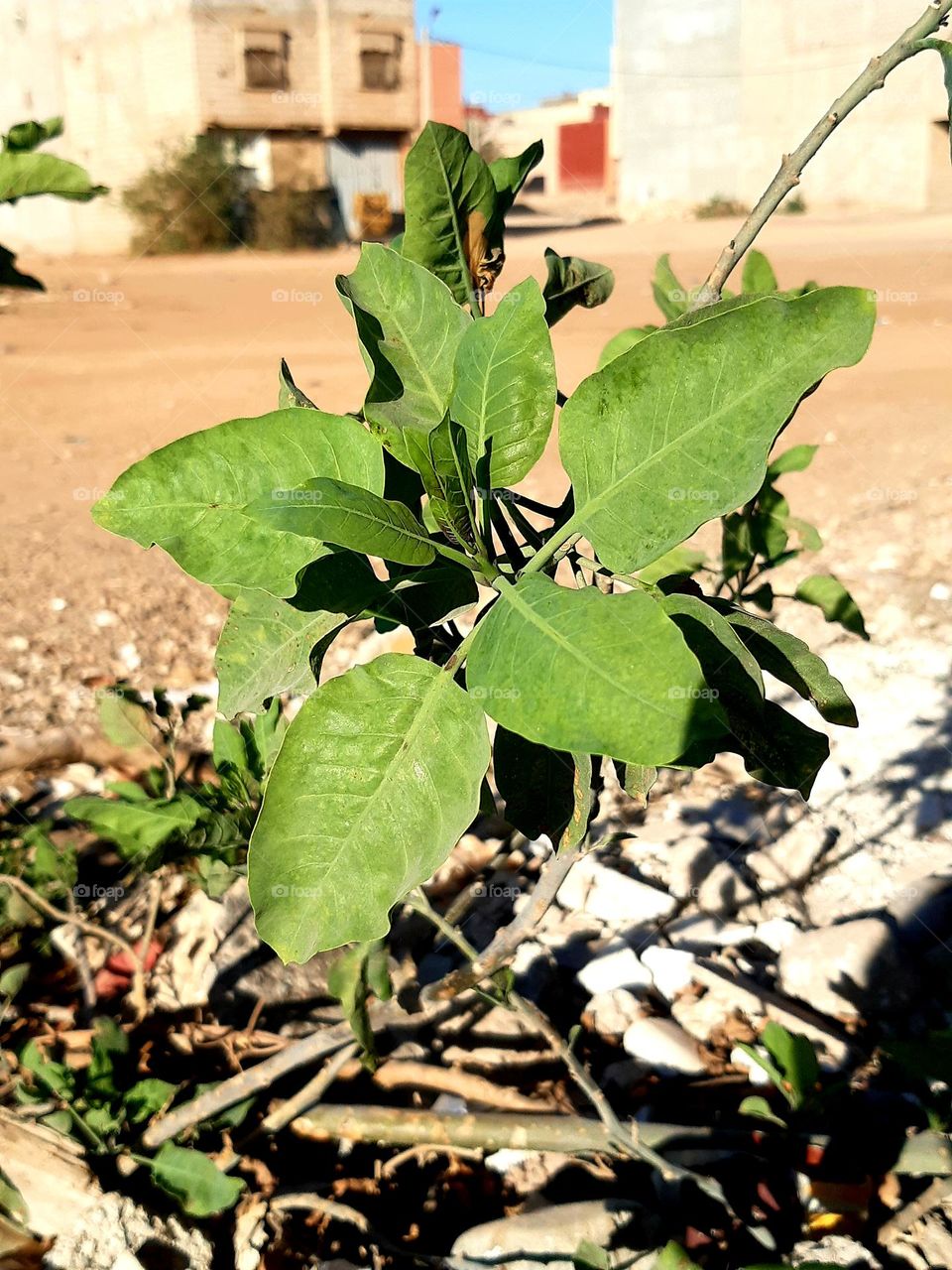 A close-up of a green plant with broad leaves growing in an urban environment. The background features sandy ground,and buildings under bright sunlight. Captured in Marrakech on February 10, 2025.