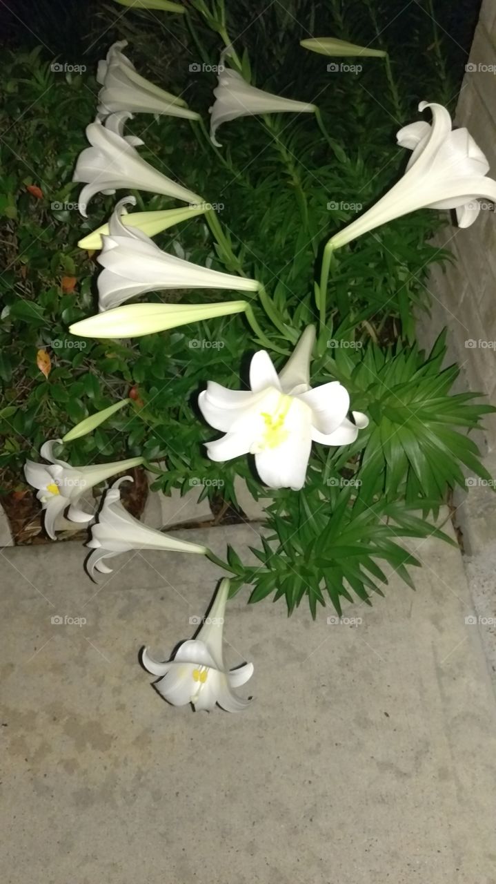 flowers,white