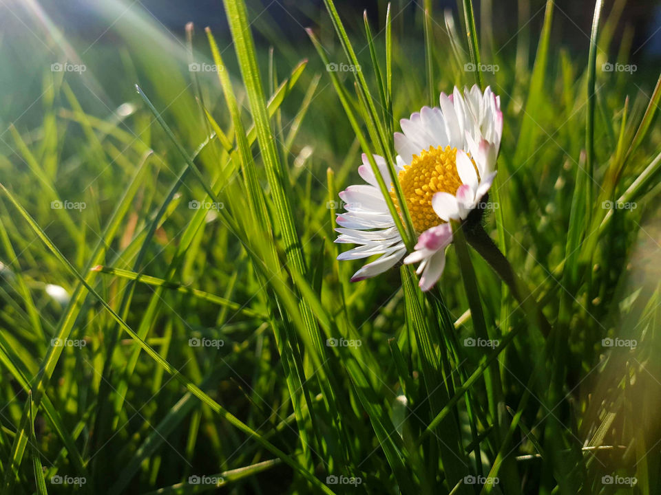 A close up portrait of a daisy standing in a grass lawn of a garden during a sunny day. there is a blade of grass touching the flower.