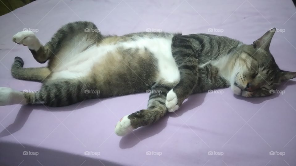 cat sleep