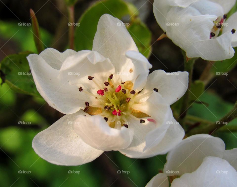 White flowers