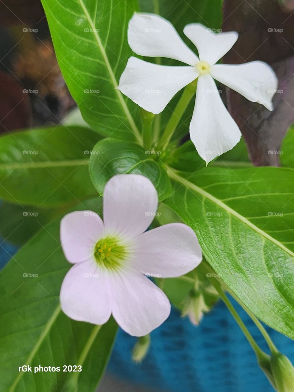 Jamaican flower in twos