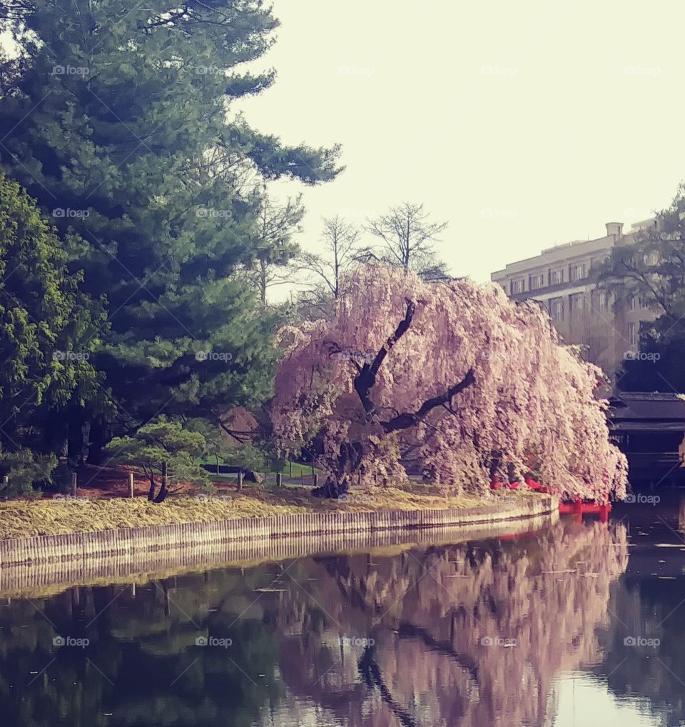 Cherry tree drooping over koi pond