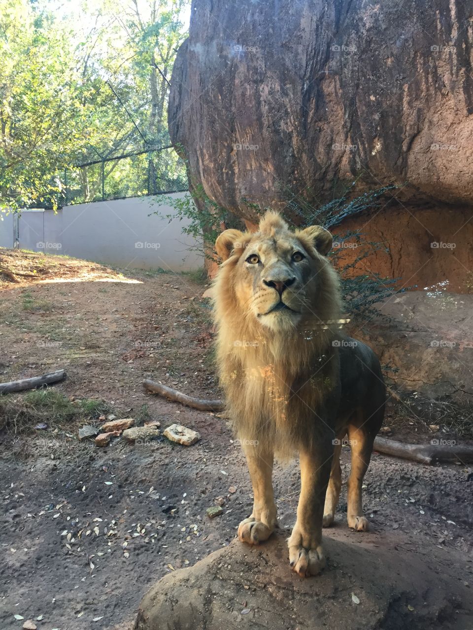 curious king of the jungle. 