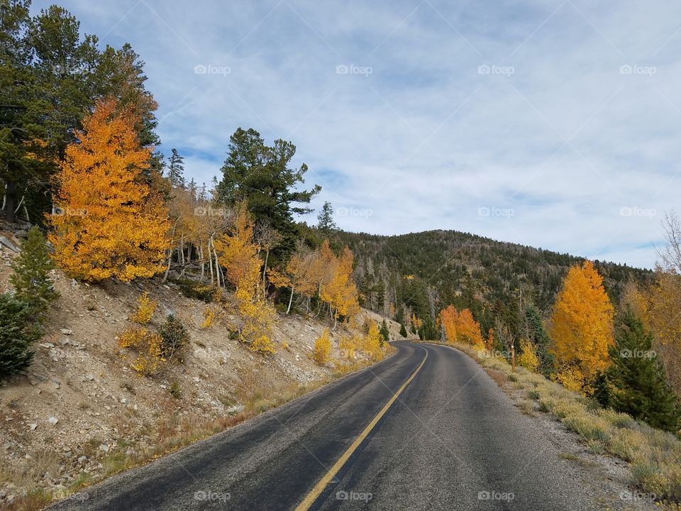 Road through forest of aspen and pine with fall autumn colors or orange and yellow leaves.