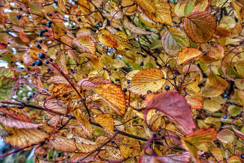 Berries and Leaves