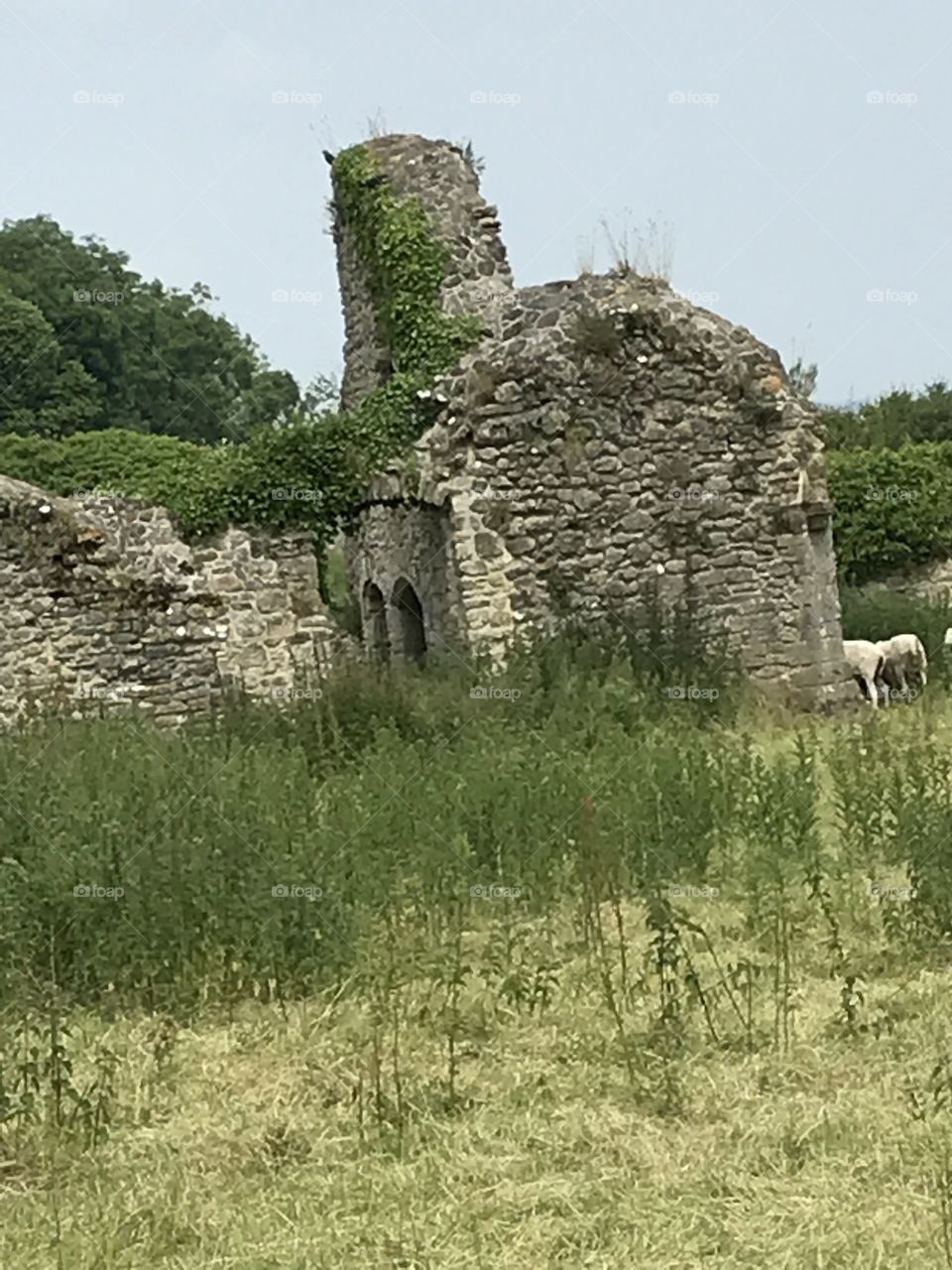 Abbey Ruin