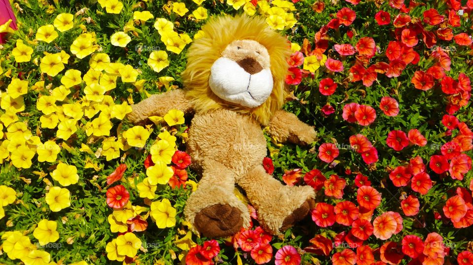 Nice Lion. My nice friend is taking a rest over a lot of flowers