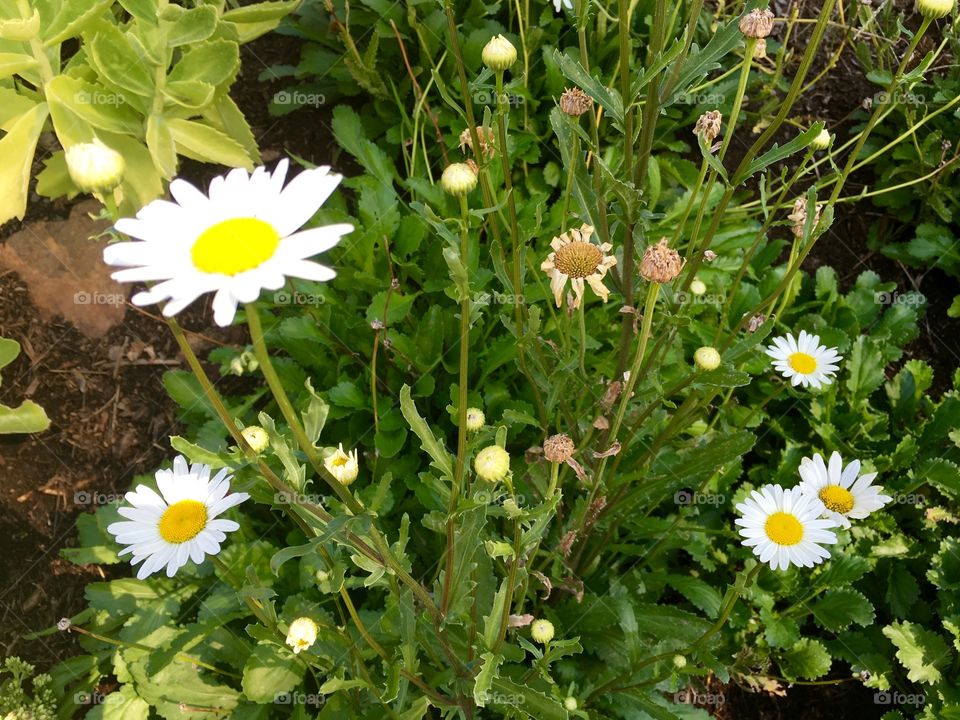 Daisies