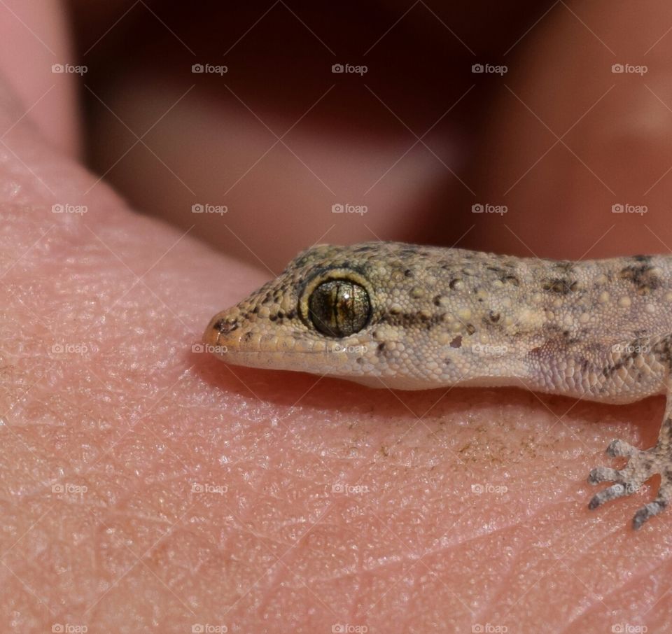 Amazing eye details of a lizard