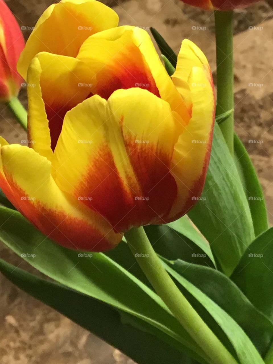 Tulip in a vase 