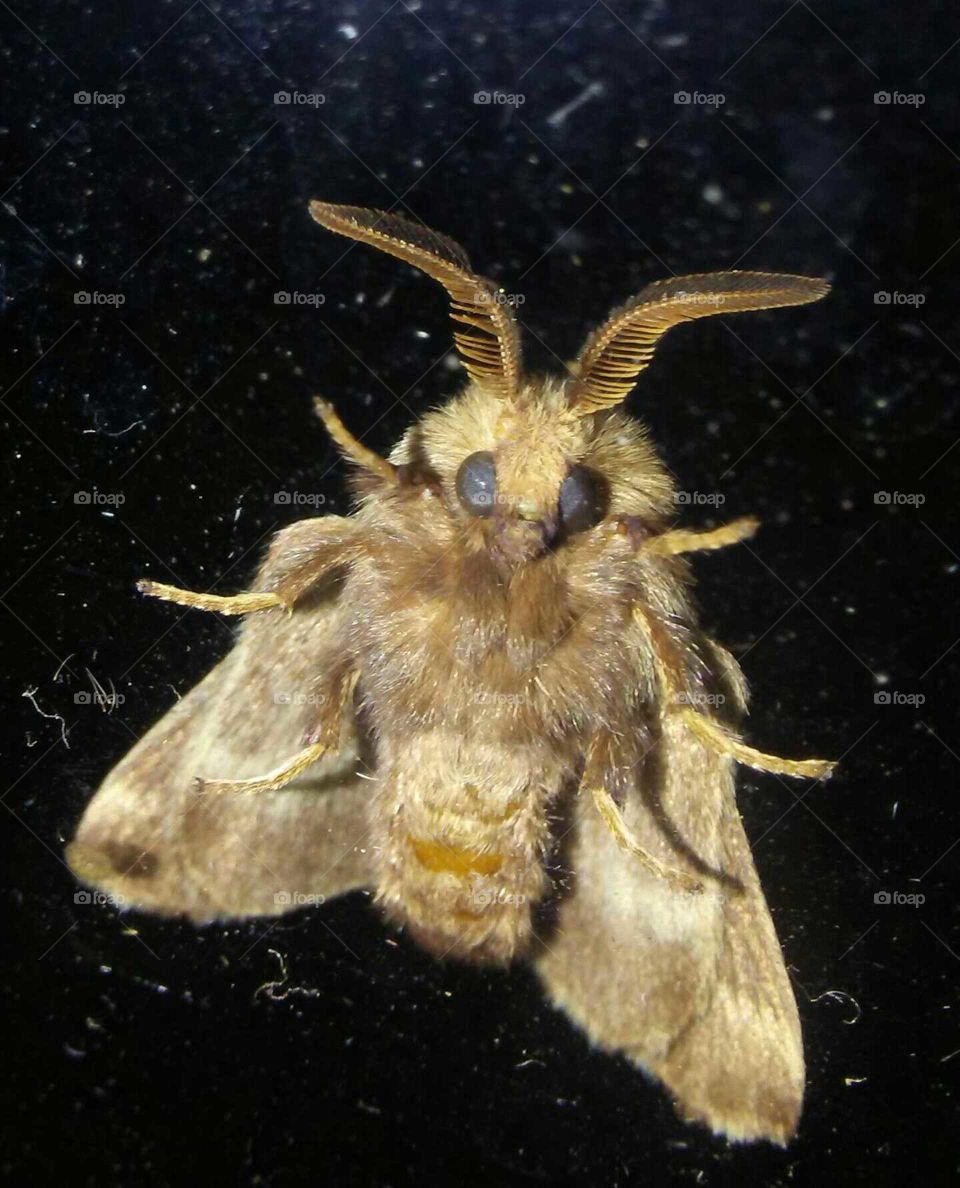 Moths, up close & personal