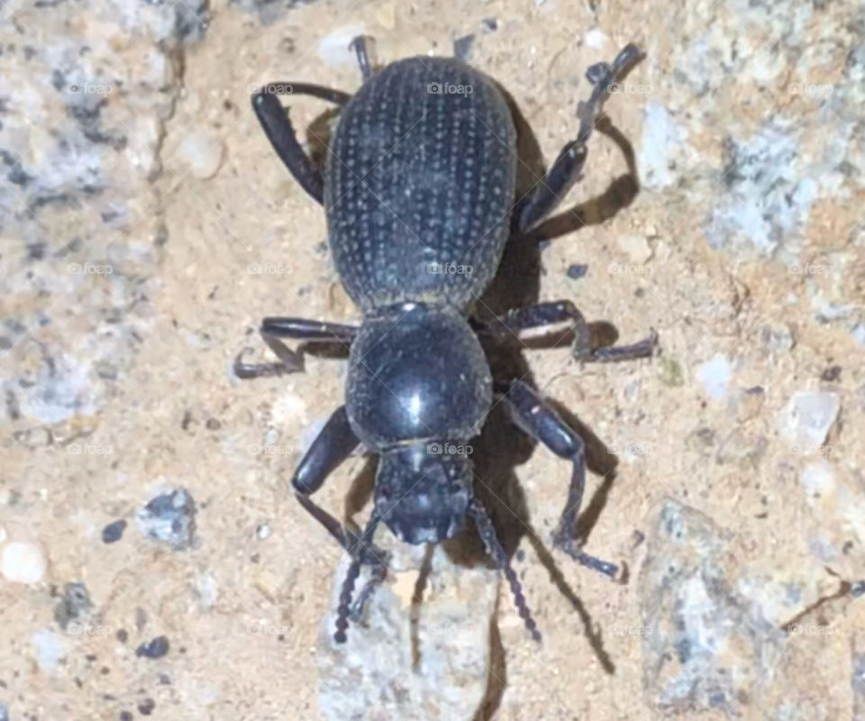 Cryptoglossa beetle wandering the desert