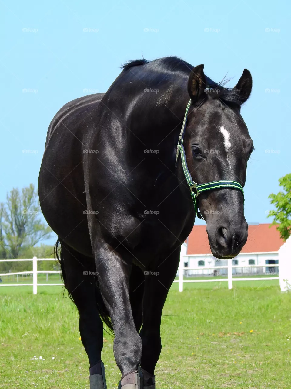 My horse