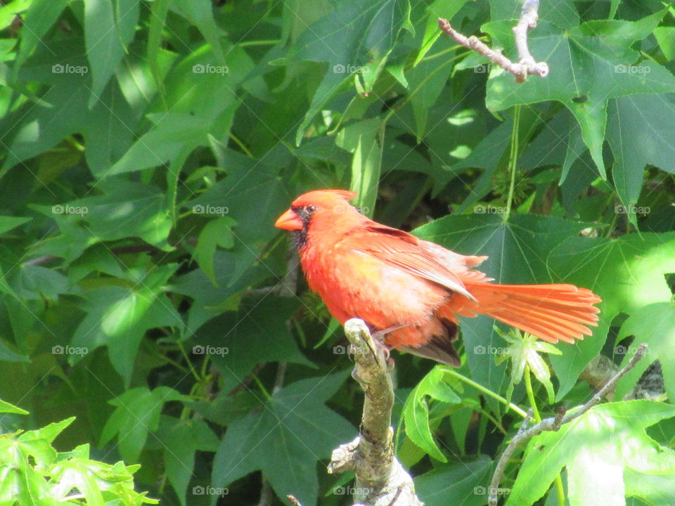 Cardinal