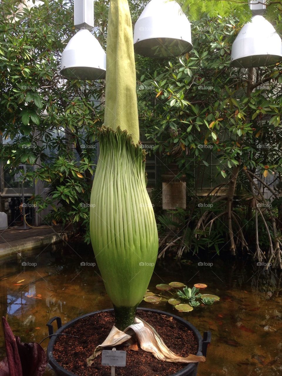Amorphophallus titanum