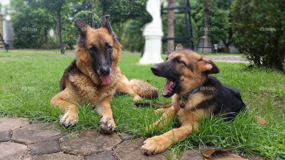 Mom and daughter were in frame together. Dogs from my house in Ubonratchatani, Thailand