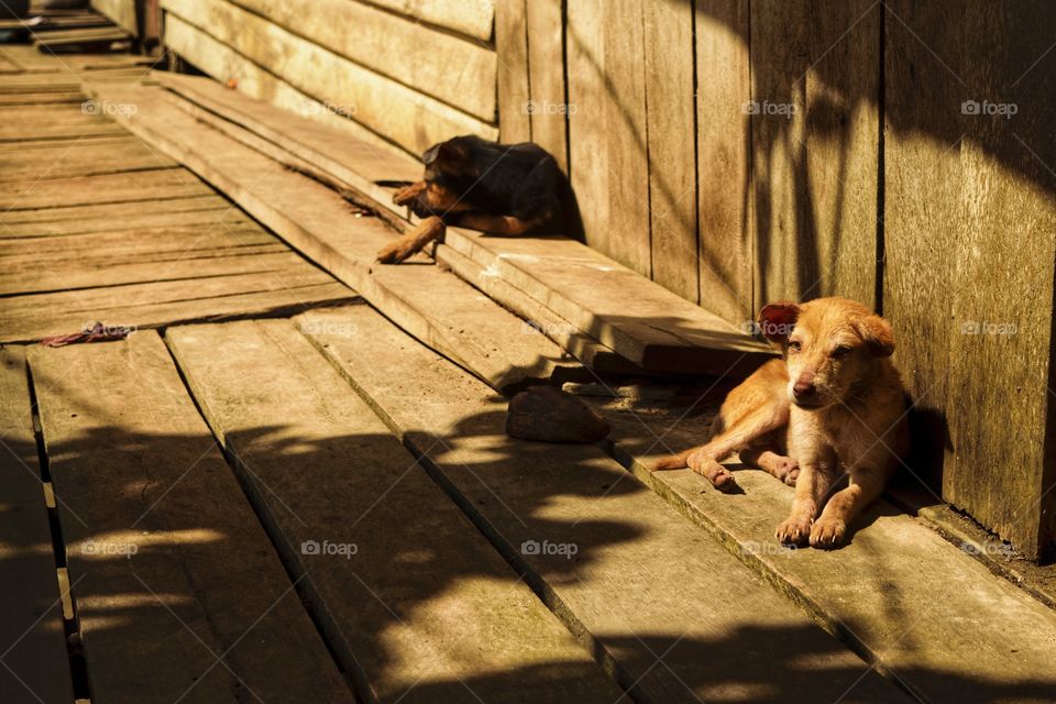 dog enjoying sun light